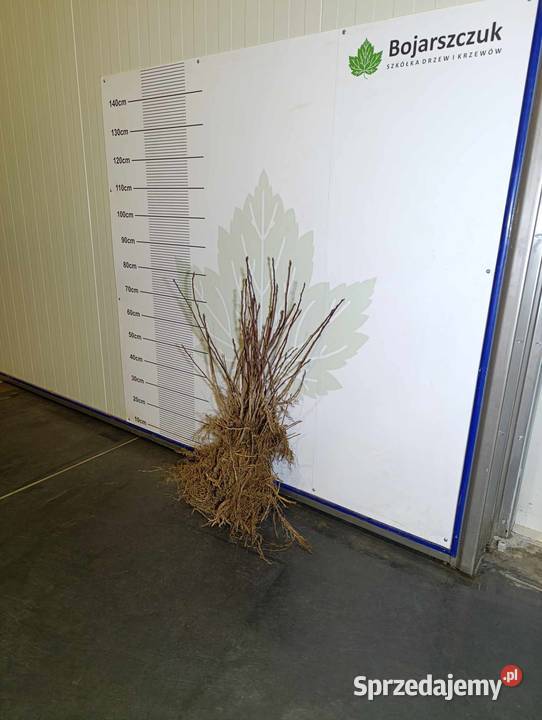 Sadzonki ŚWIDOŚLIWY olcholistnej Smokey i inne lubelskie sprzedam