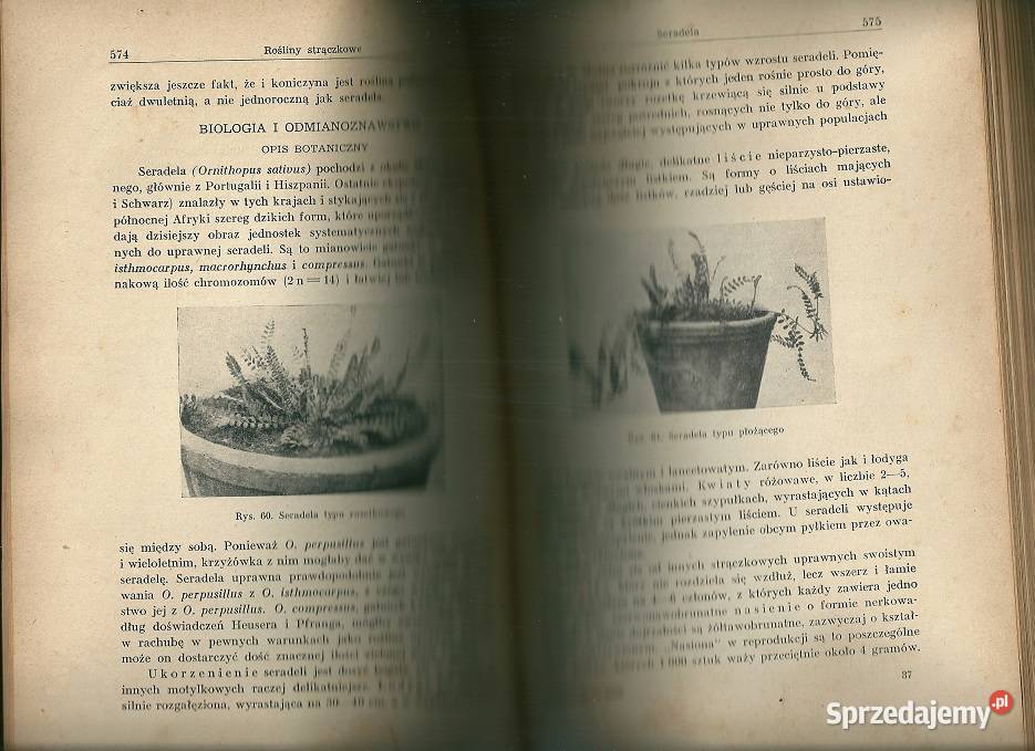 Szczegółowa uprawa roślin A Listowski 1951 Książki naukowe i popularnonaukowe Łódź
