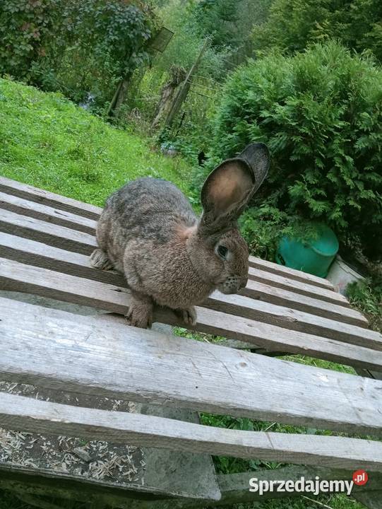 Sprzedam króliki podkarpackie Obarzym