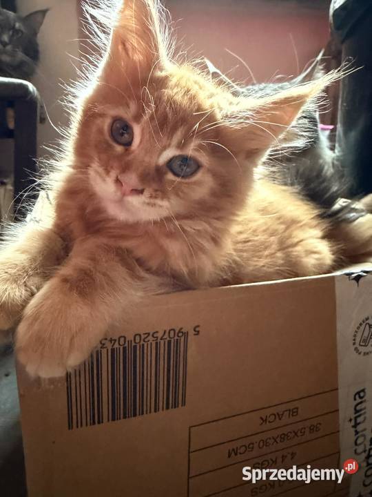 Maine Coon w maju odbiór maluszków