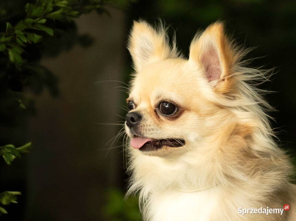Reproduktor chihuahua długowłosy ZKwP FCI śląskie Bytom