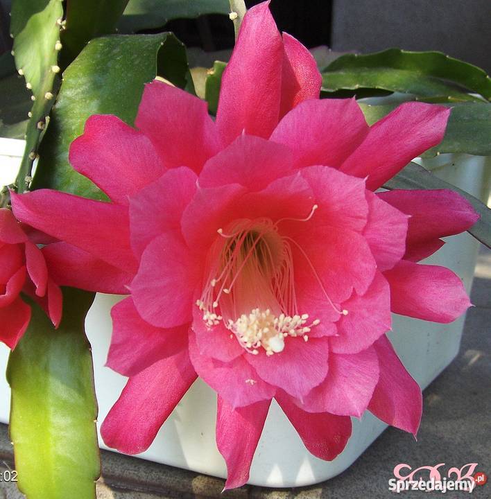 EPIPHYLLUM RóżoweTYPOWO różowy Kwiaty Skawina sprzedam