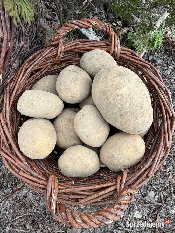 Ziemniaki tajfun do jedzenia i sadzenia Rośliny okopowe Wadowice