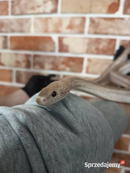 Wąż zbożowy samiec warmińsko-mazurskie