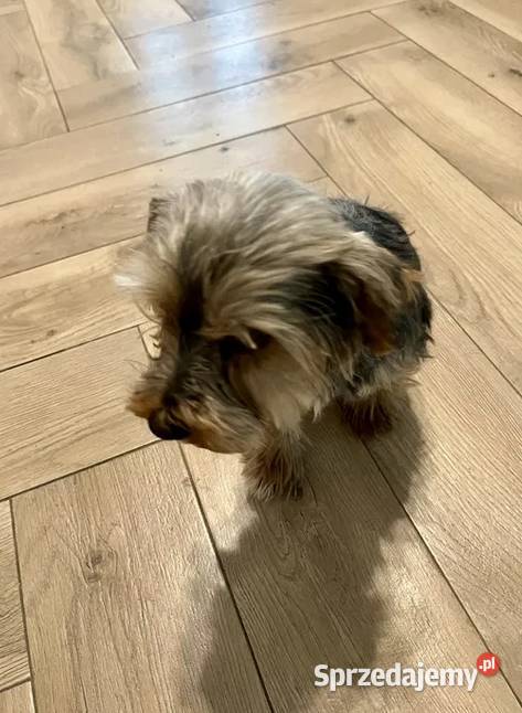 yorkshire terrier pies Skalbmierz