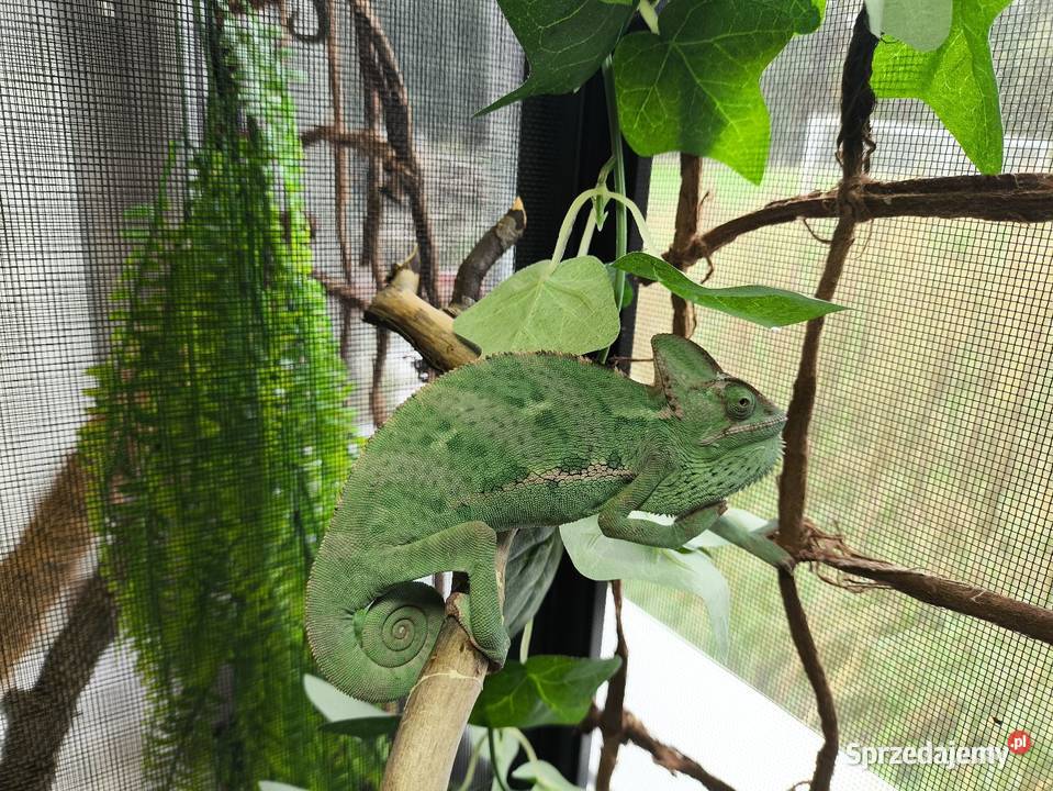 Kameleon kameleony jemeńskie wielkopolskie Boruja Kościelna