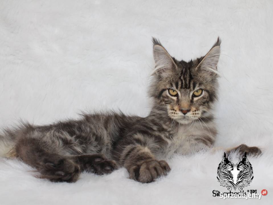 Kocurek Maine Coon kociego behawiorysty