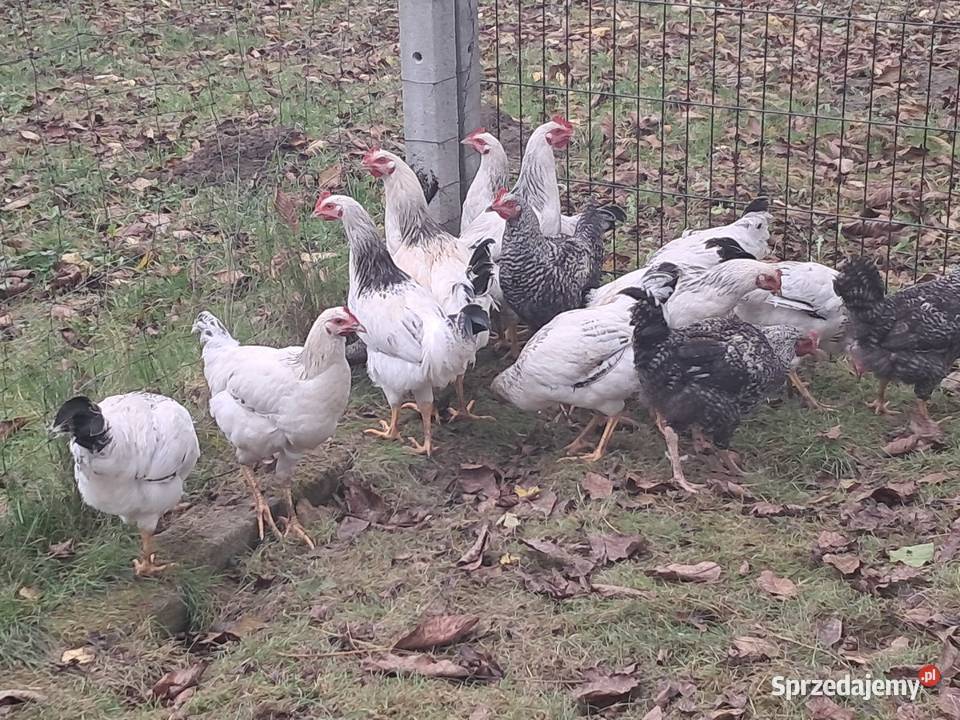 KogutKoguty Drób i ptactwo podkarpackie Tryńcza