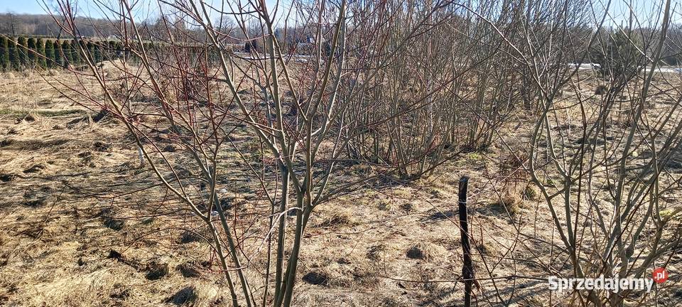 Działka z WZ w Górze k Wejherowa budowlana Góra