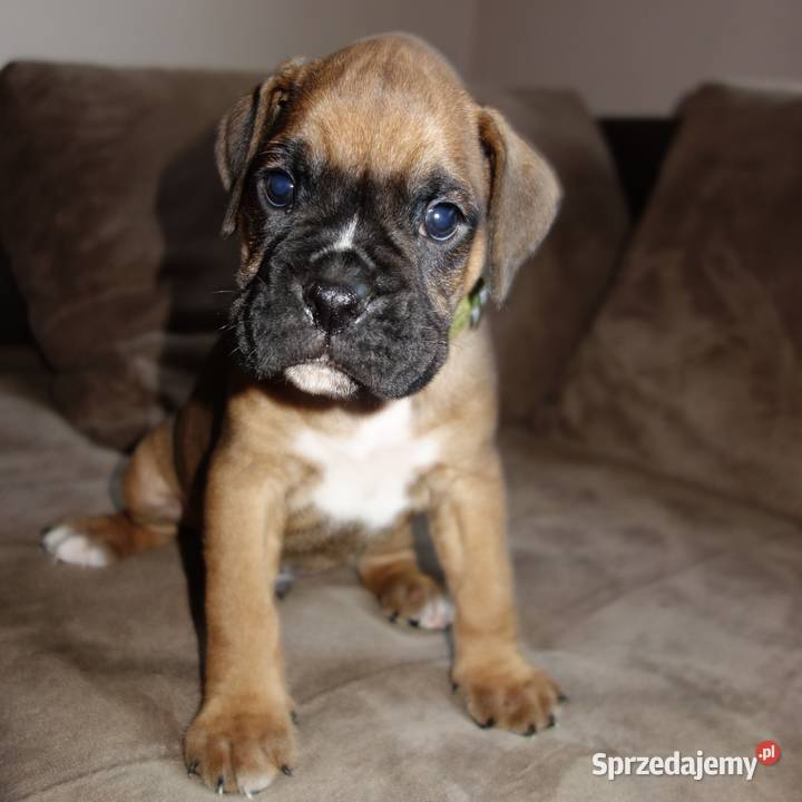 Bokser szczeniaki rodowód Boruja Kościelna