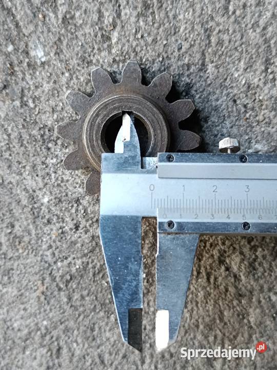 Zębatka mała Przeworno