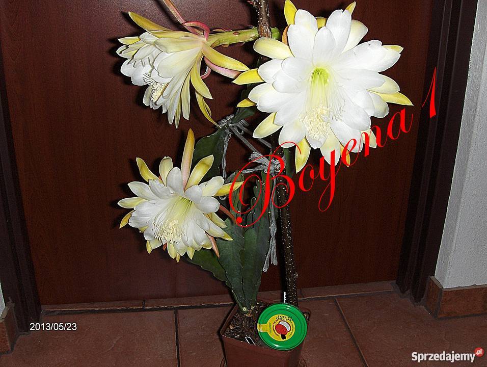 EPIPHYLLUM Pastelowe RARYTAS w Polsce KAKTUS Rośliny Skawina