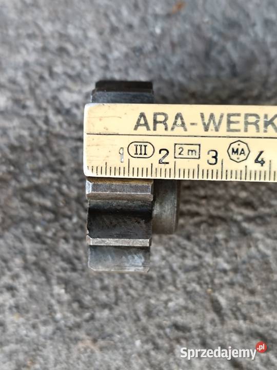 Zębatka mała dolnośląskie Przeworno