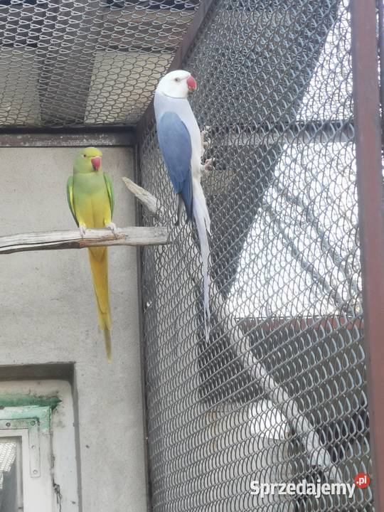 Aleksandretty obrożne Rypin