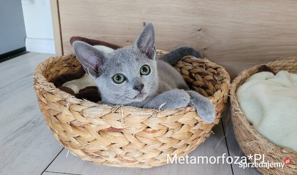 Kocięta rosyjskie niebieskie Legionowo
