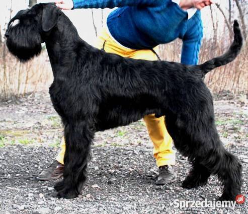 SZCZENIĘTA Sznaucer Olbrzym Żychlin