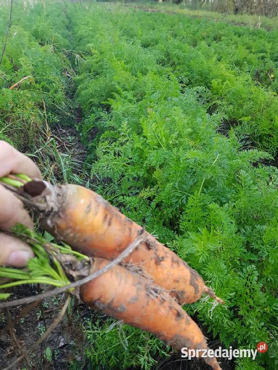 Marchew nie odpadowa paszowa jadalna bio Rolnictwo Szczucin