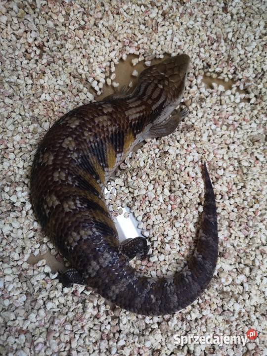 Tilikwa scynkowa Tiliqua scincoides intermedia małopolskie