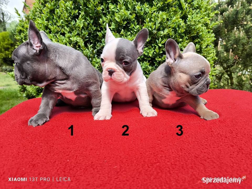 Piękne szczenięta Buldogi francuskie Buldożki opolskie Namysłów