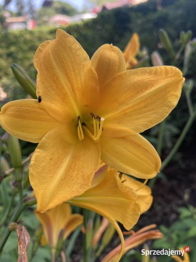 Liliowiec Mix Kolorów Lublin