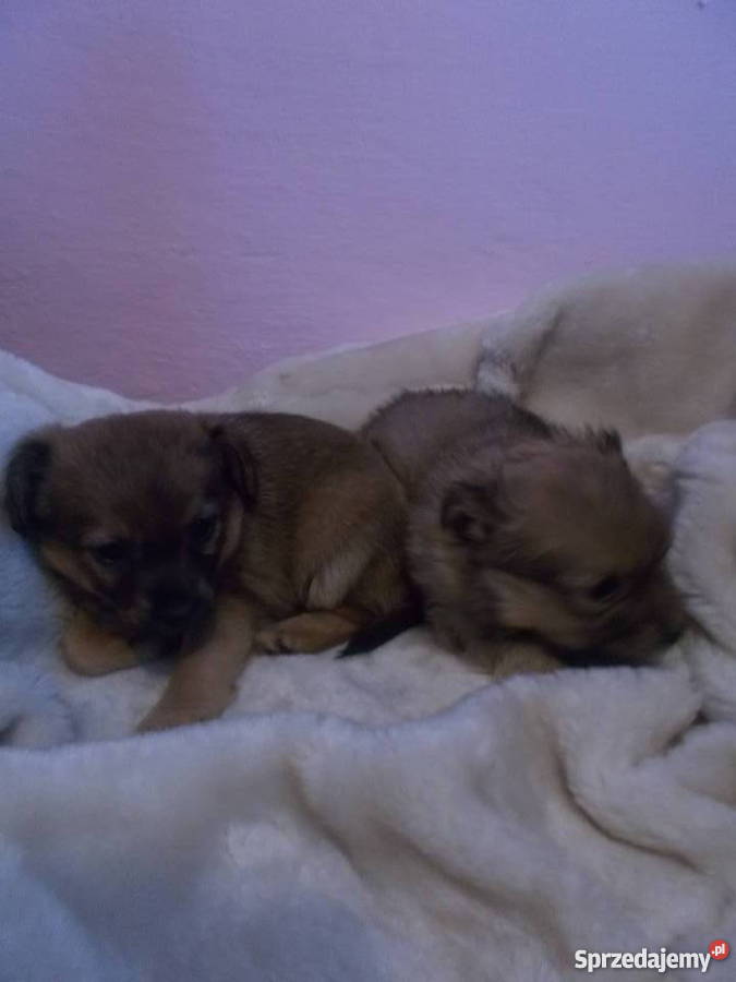 oddam małe pieski rasy chiuaua podkarpackie Hermanowa sprzedam