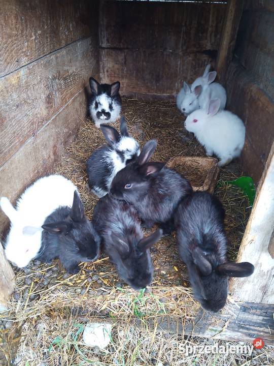 młode króliki do dalszej hodowli Gryzonie Grabówka