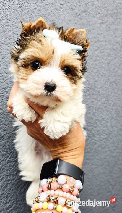 Śliczny maluszek piesek BIEWER Yorkshire Terrier Orzesze