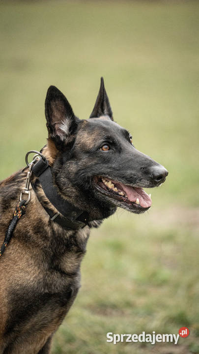 Owczarek belgijski Malinois FCI Zapowiedz miotu małopolskie