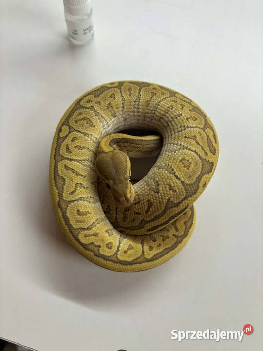 Python królewski black head pinstripe butter mazowieckie Błonie