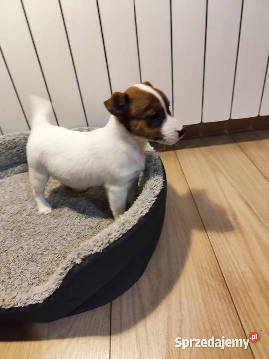 Jack Russell terrier Piątek
