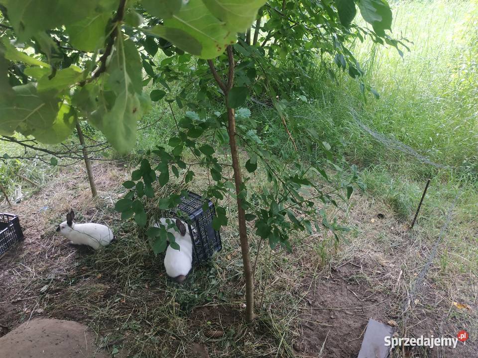 Króliki rasowe Lublin