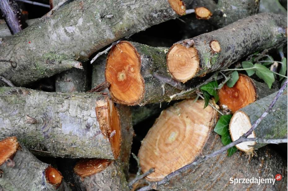 Drewno do wędzenia wiśnia śliwa śliwka jabłoń Pozostałe Rośliny łódzkie Łódź