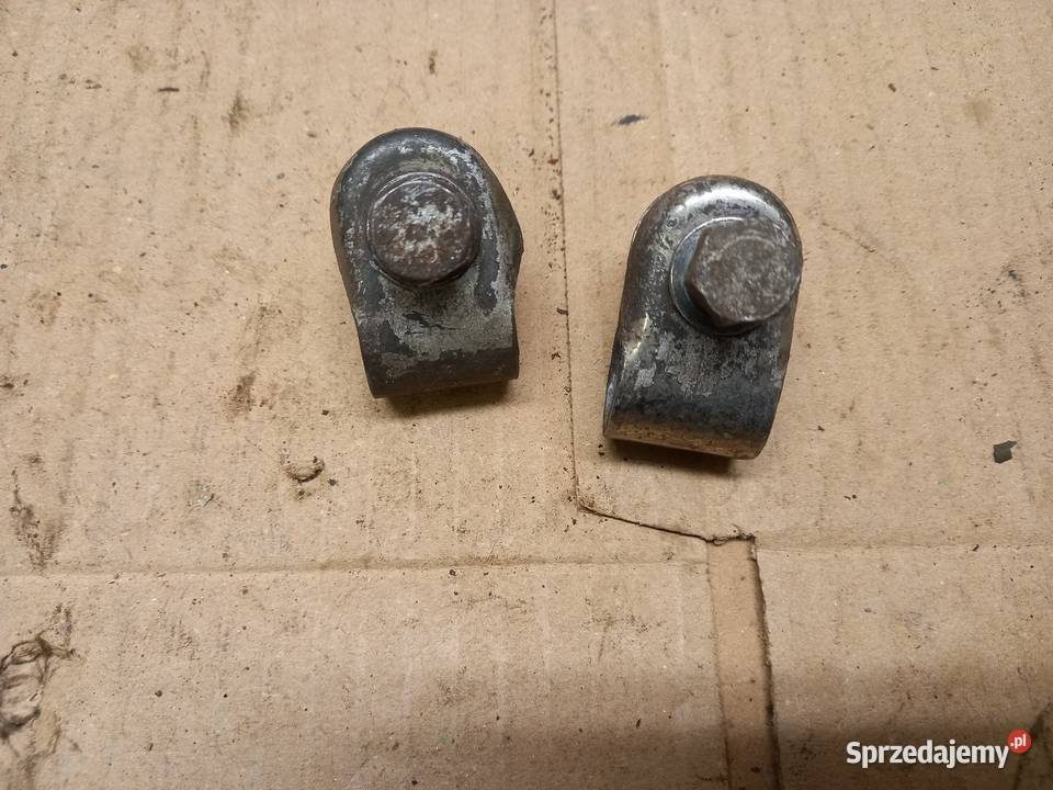 Cybanty zak ryś Sokołów Podlaski