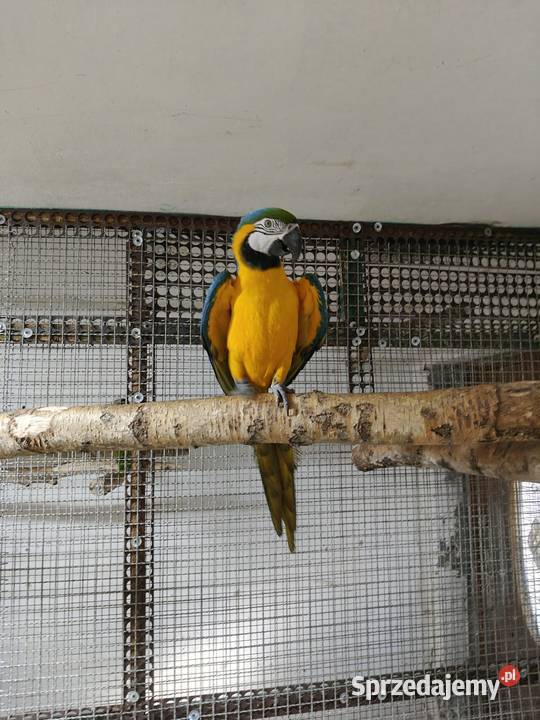 Ara ararauna samiec Ptaki Tarnów