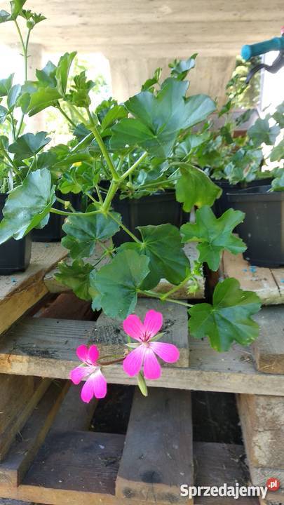 Sadzonki Pelargonia Nowe odmiany