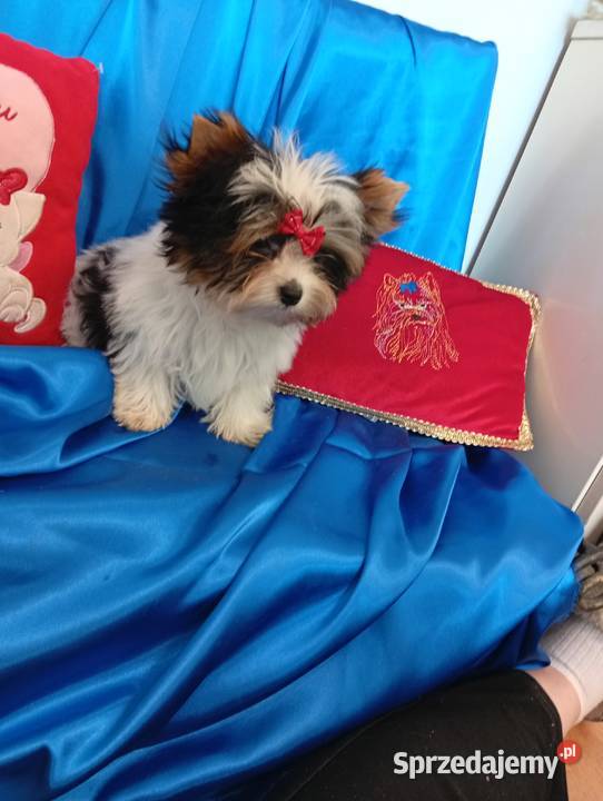 Mini samczyk ok130150 Biewer Yorkshire terrier Orzesze sprzedam