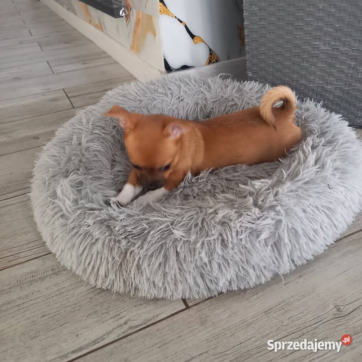 Chihuahua mazowieckie Reducin