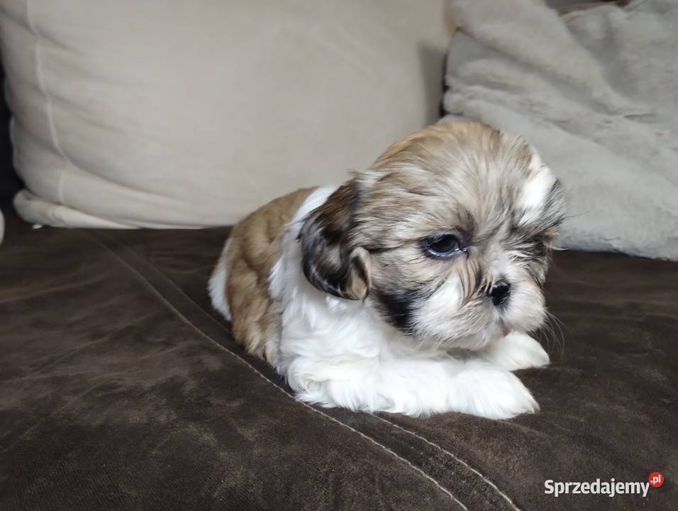 Shih TZU Shitzu Psy Żychlin sprzedam