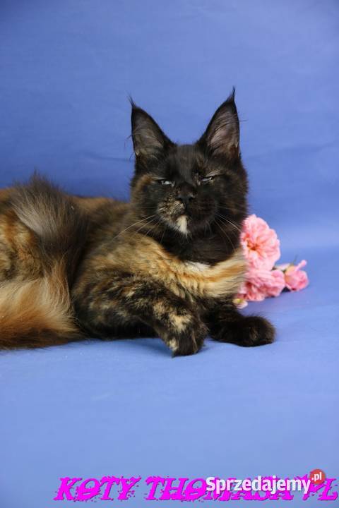 Przepiękna Szylkretka Maine Coon Och Valentyna Poznań sprzedam