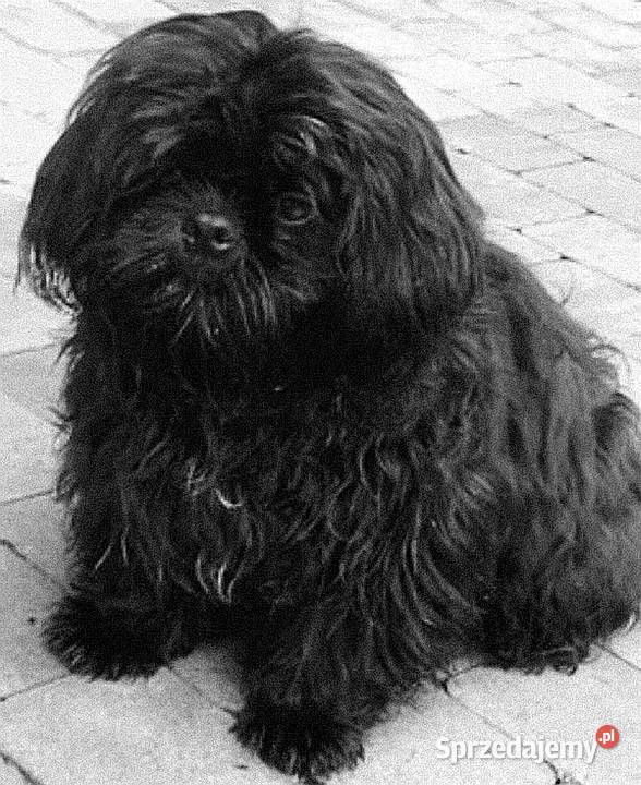 Shih tzu pieski i suczki Shih Tzu wielkopolskie Poznań sprzedam