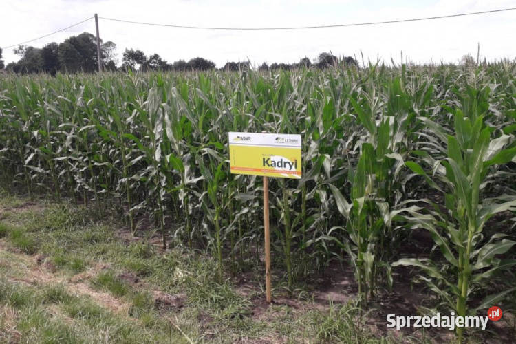 Nasiona kukurydzy Kadryl na ziarno kiszonkę Pozostałe