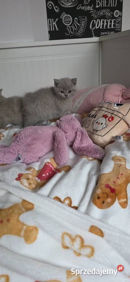 Kocięta brytyjskie liliowe z rodowodem dolnośląskie Wrocław