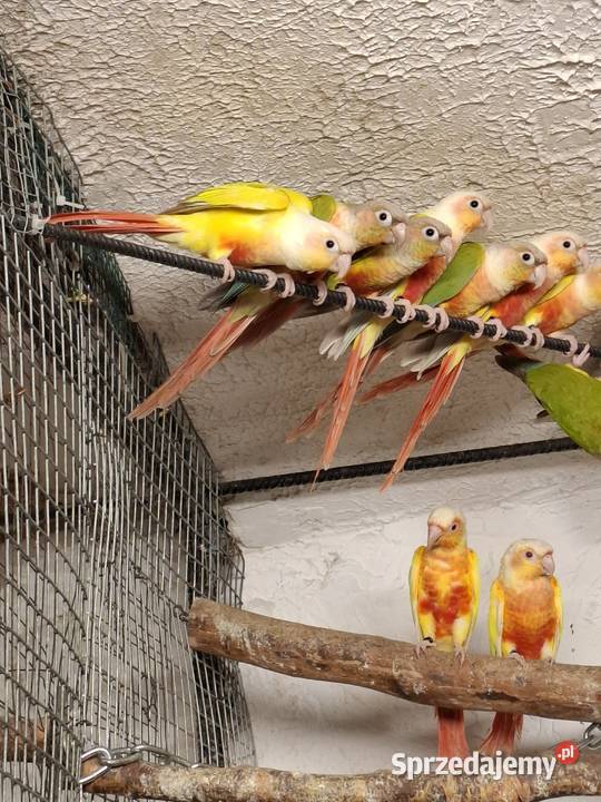 rudosterka zielonolica aleksandretta obrożna Bytom