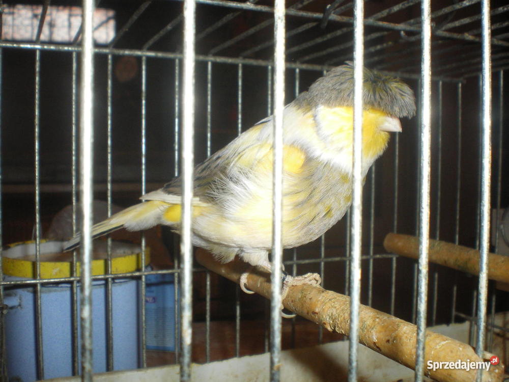 Kanarki śląskie Częstochowa