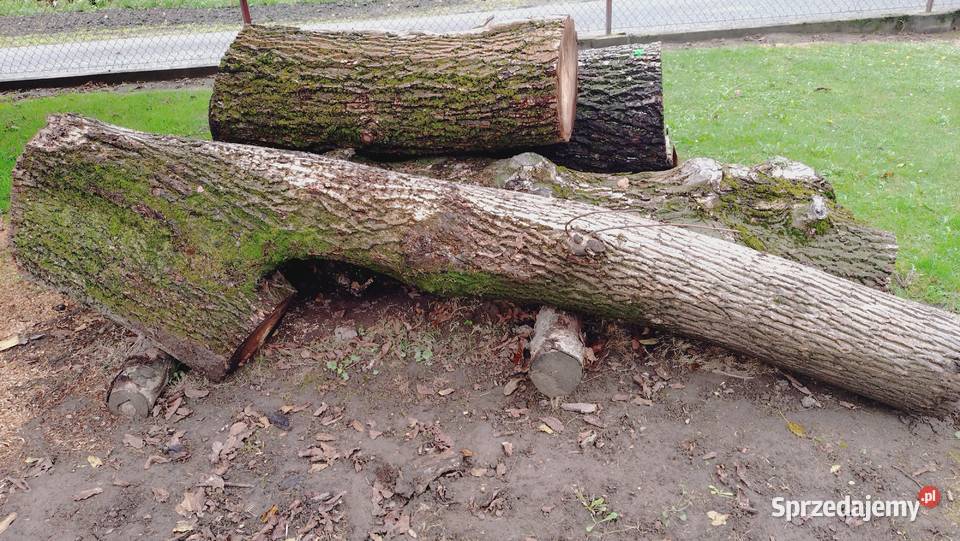 Drzewo Orzecha KlockiKłody Przeworsk