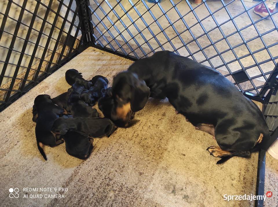 Jamnik miniaturowy Niemierzyce