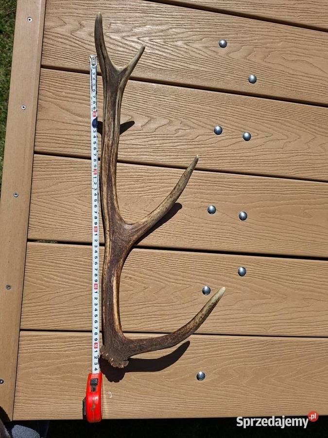 Poroże jelenia 538g 51