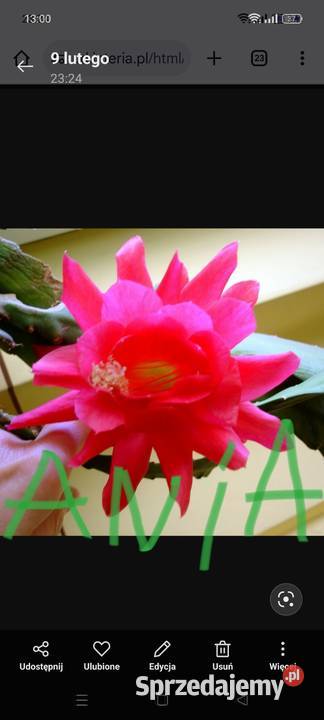 Epifilum Epiphyllum Kaktus do domu biura Bochnia