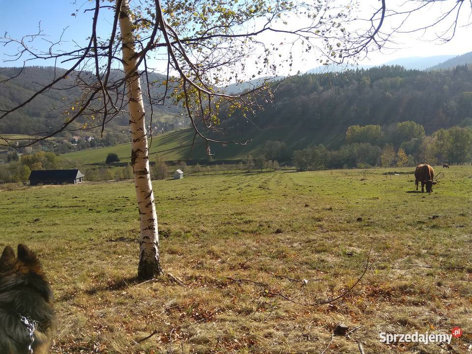 Sprzedam zamienie Pieszyce