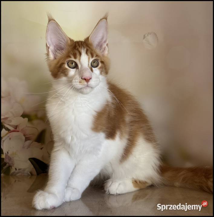 Kocurek Maine Coon Windor Już do odbioru Maine Coon Kraków